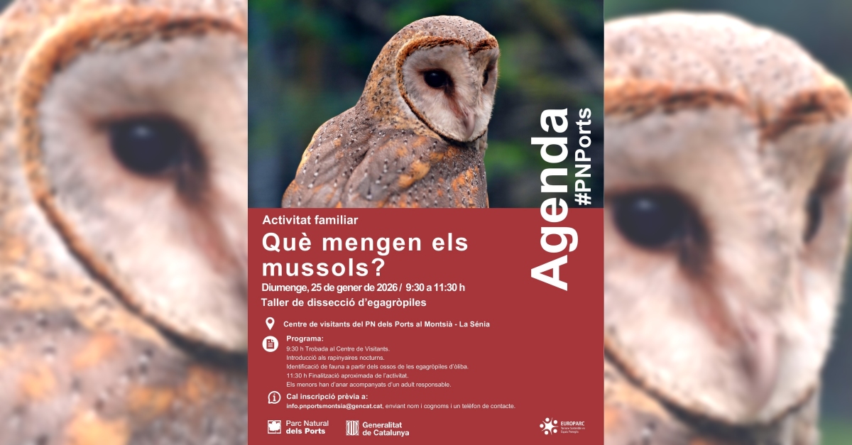 Activitat familiar: què mengen els mussols? Activitat familiar: què mengen els mussols?