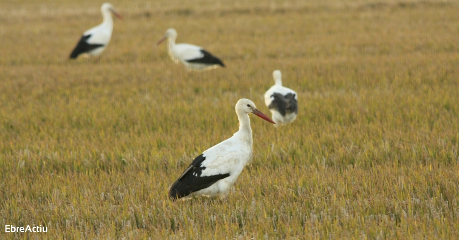 Es manté la tendència a la baixa de la població hivernal d’ocells aquàtics al Parc Natural del Delta de l’Ebre | EbreActiu.cat, revista digital d’oci actiu | Terres de l’Ebre ... Es manté la tendència a la baixa de la població hivernal d’ocells aquàtics al Parc Natural del Delta de l’Ebre | EbreActiu.cat, revista digital d’oci actiu | Terres de l’Ebre ...