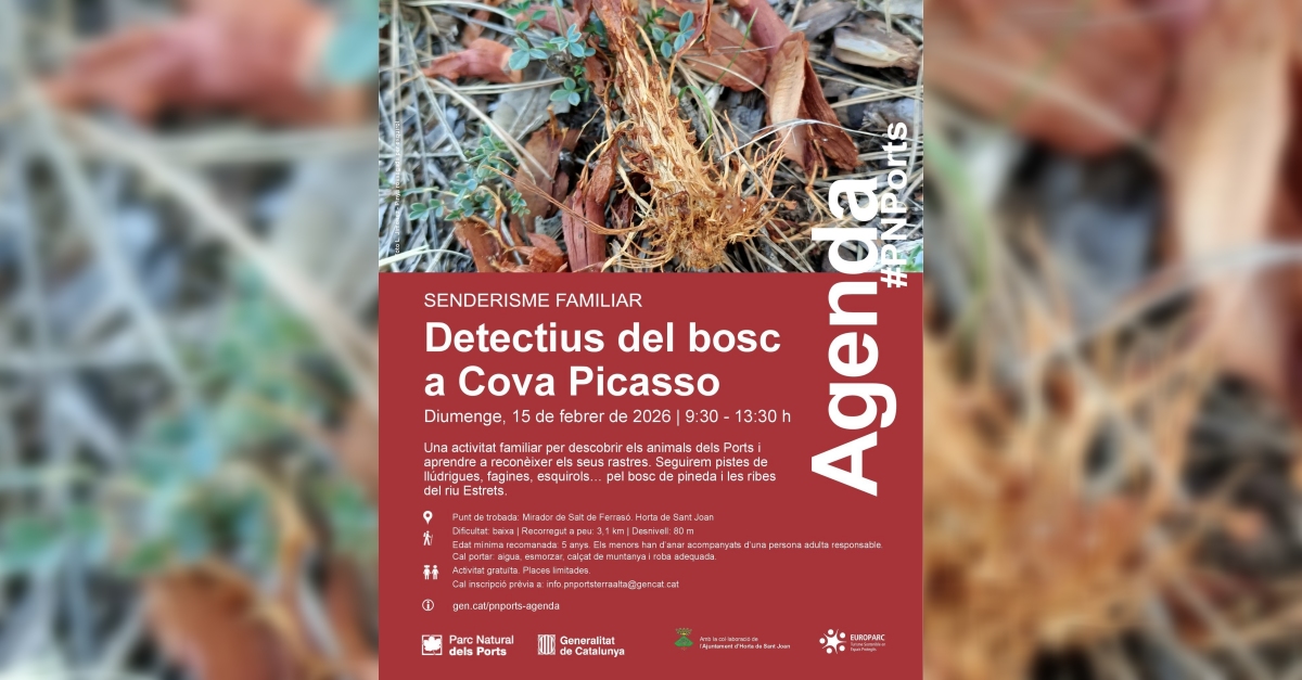 Detectius del bosc a Cova Picasso Detectius del bosc a Cova Picasso