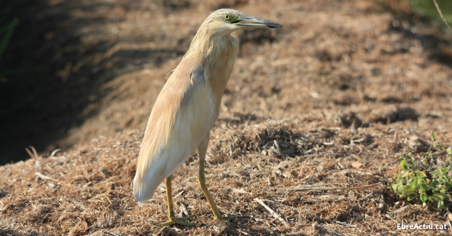 Disminueix la població hivernal d’ocells aquàtics al Parc Natural del Delta de l’Ebre | EbreActiu.cat, revista digital d’oci actiu | Terres de l’Ebre ... Disminueix la població hivernal d’ocells aquàtics al Parc Natural del Delta de l’Ebre | EbreActiu.cat, revista digital d’oci actiu | Terres de l’Ebre ...