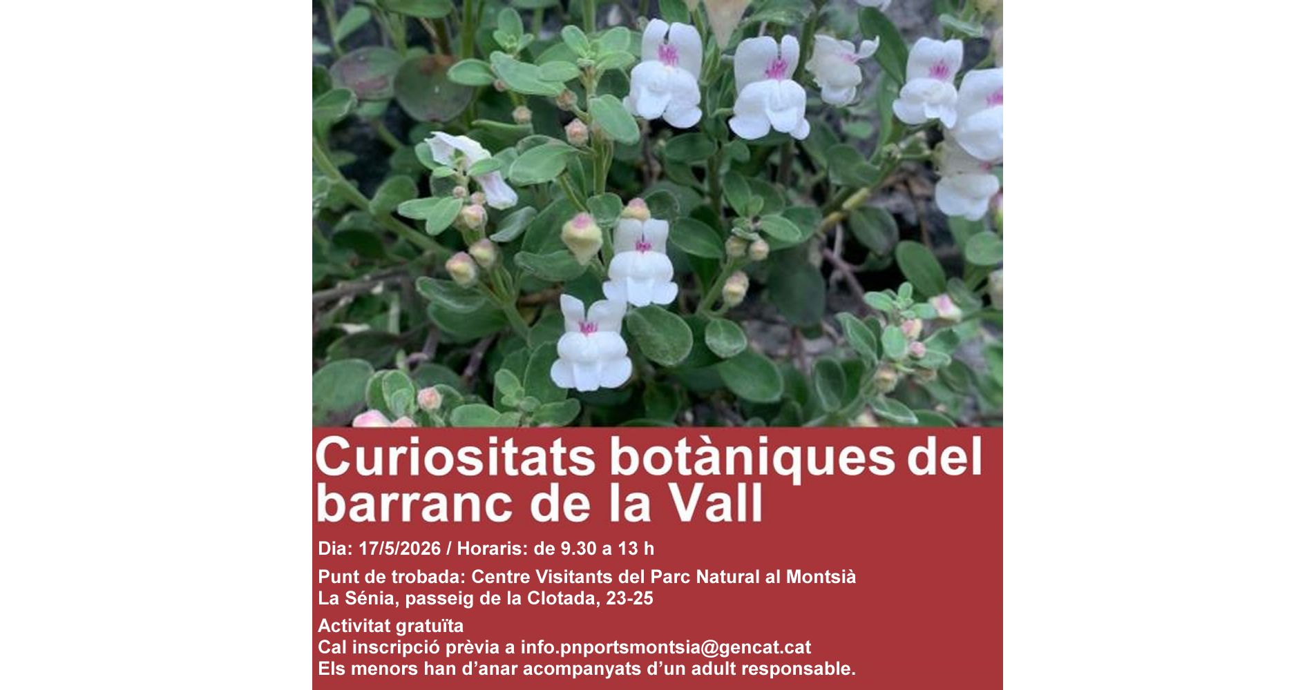 Sortida: «Curiositats botàniques del barranc de la Vall» Sortida: «Curiositats botàniques del barranc de la Vall»