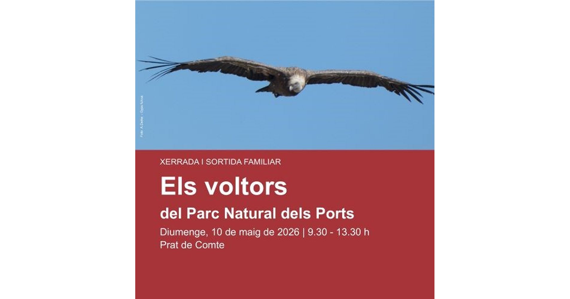 Xerrada i sortida familiar «Els voltors del Parc Natural dels Ports» Xerrada i sortida familiar «Els voltors del Parc Natural dels Ports»