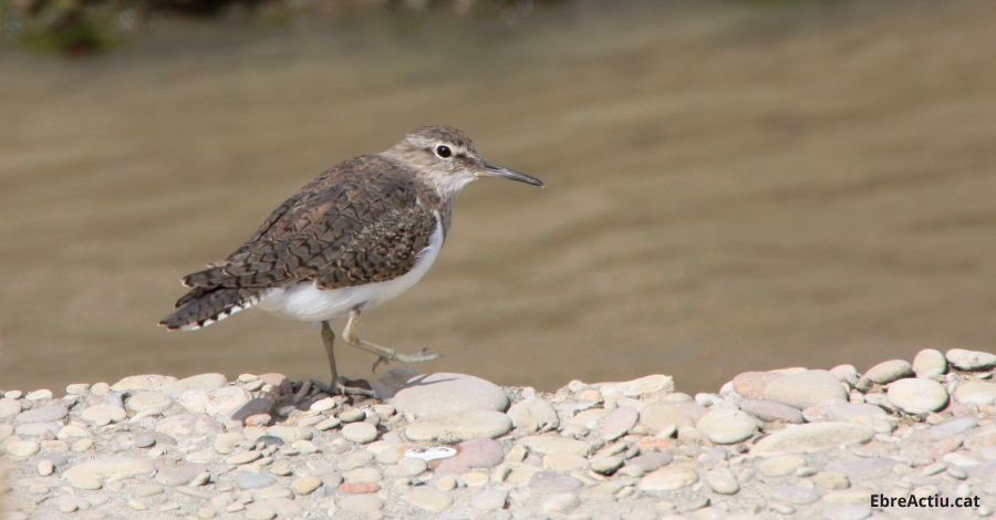 Disminueix la població hivernal d’ocells aquàtics al Parc Natural del Delta de l’Ebre | EbreActiu.cat, revista digital d’oci actiu | Terres de l’Ebre ... Disminueix la població hivernal d’ocells aquàtics al Parc Natural del Delta de l’Ebre | EbreActiu.cat, revista digital d’oci actiu | Terres de l’Ebre ...