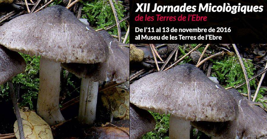 12es Jornades Micolgiques de les Terres de l’Ebre