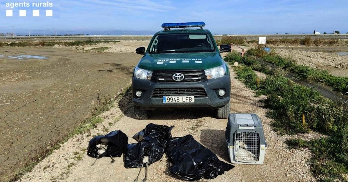 Moren 13 flamencs en xocar contra una lnia de mitja tensi al delta de l’Ebre | EbreActiu.cat, revista digital d’oci actiu | Terres de l’Ebre ...