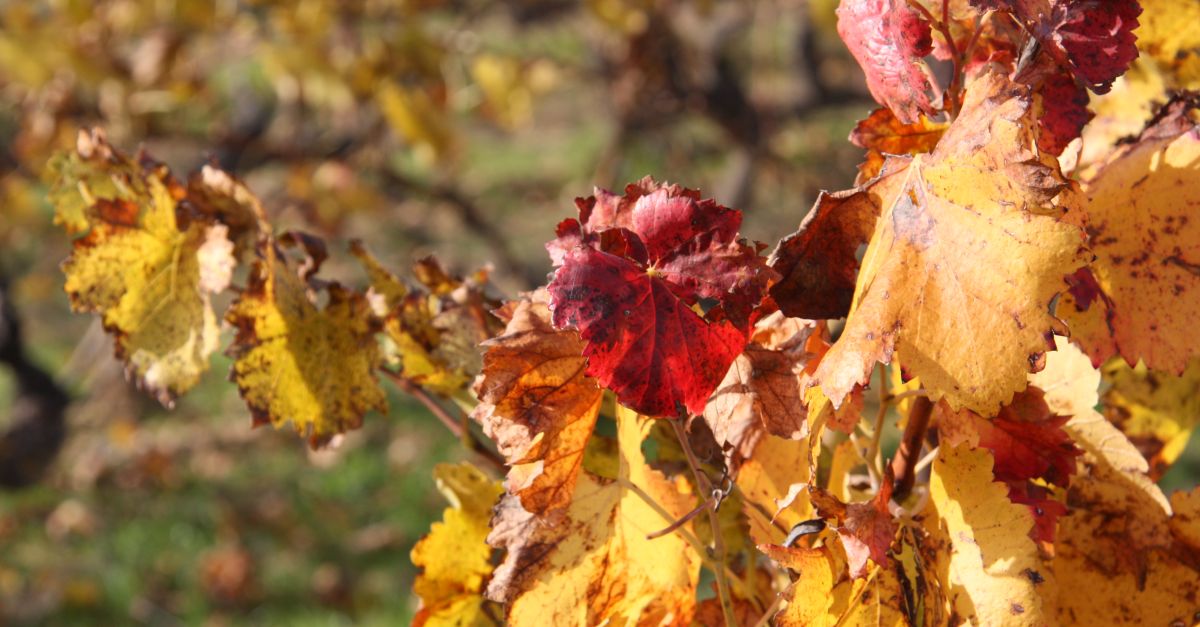 Quinze cellers de la DO Terra Alta participaran enguany a la Barcelona Wine Week 2023 | EbreActiu.cat, revista digital d’oci actiu | Terres de l’Ebre ...