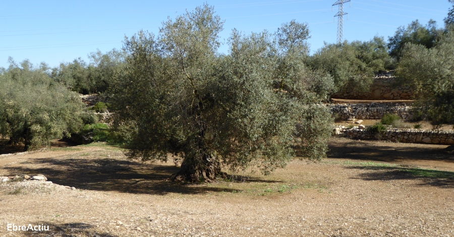 Unitat al sector agrari per modificar la proposici de Llei de Protecci d’Oliveres Monumentals | EbreActiu.cat, revista digital d’oci actiu | Terres de l’Ebre ...