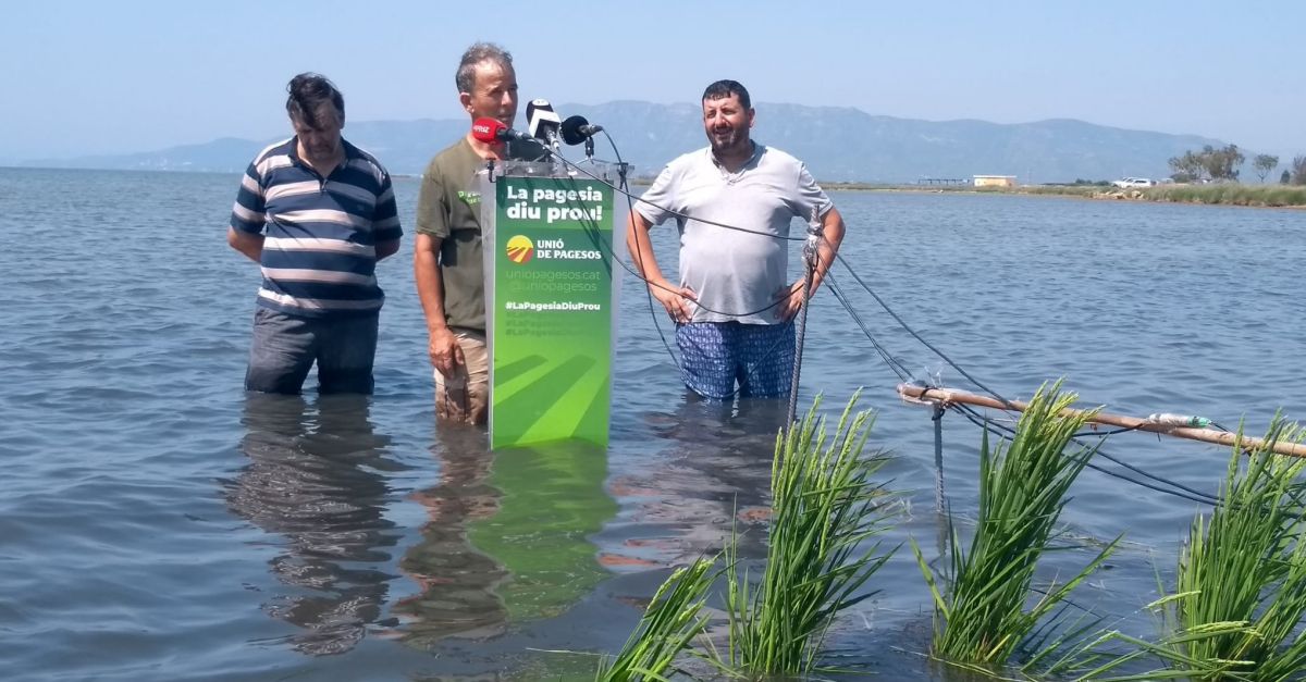 Uni de Pagesos alerta que el cultiu catal de l’arrs es posa en risc si els governs no actuen aviat al Delta de l’Ebre | EbreActiu.cat, revista digital d’oci actiu | Terres de l’Ebre ...