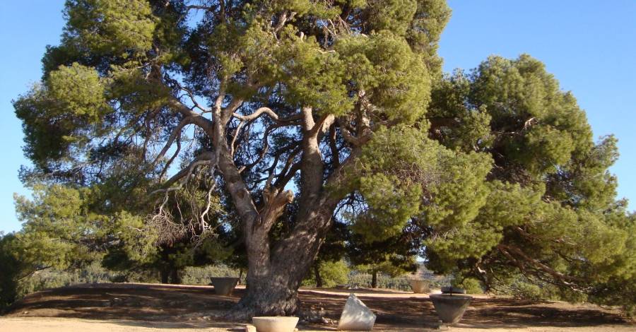 La Generalitat ha impulsat una seixantena d’actuacions de millora d’arbres monumentals | EbreActiu.cat, revista digital d’oci actiu | Terres de l’Ebre ...