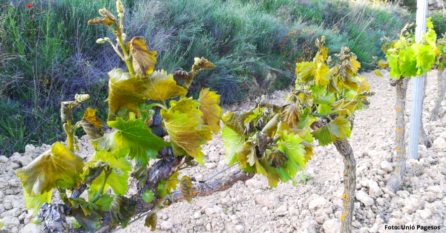 La gelada del 2 de maig a la Terra Alta va afectar fins al 90% de vinya a determinades parcelles | EbreActiu.cat, revista digital d’oci actiu | Terres de l’Ebre ...