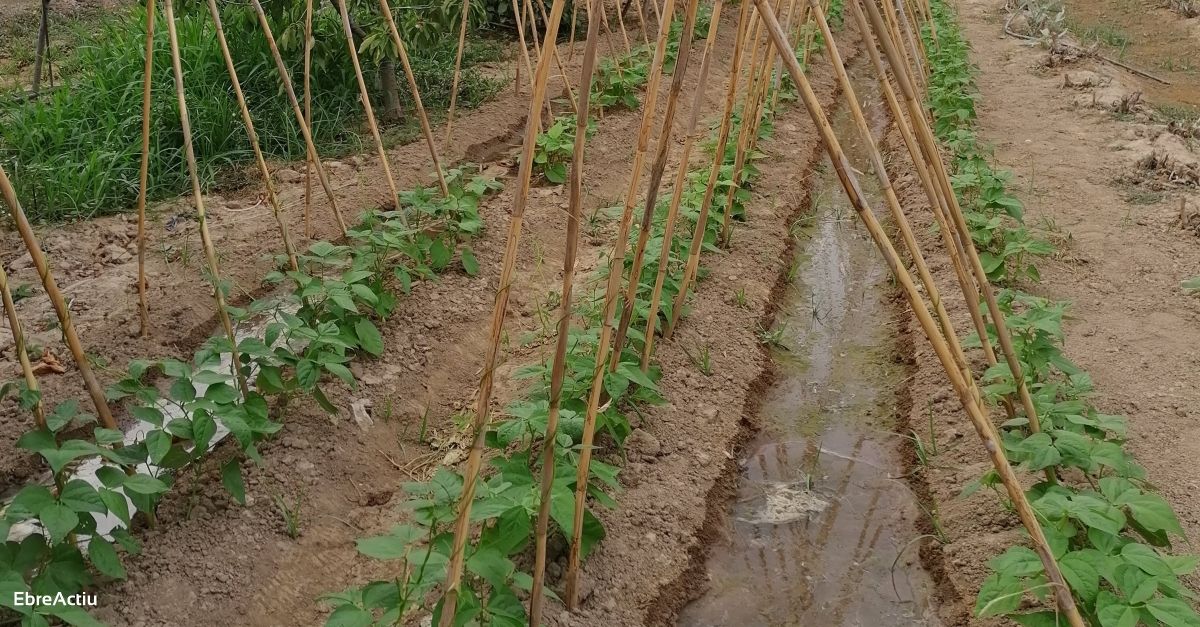 El Departament d’Agricultura aposta per la conservaci de la biodiversitat cultivada | EbreActiu.cat, revista digital d’oci actiu | Terres de l’Ebre ...