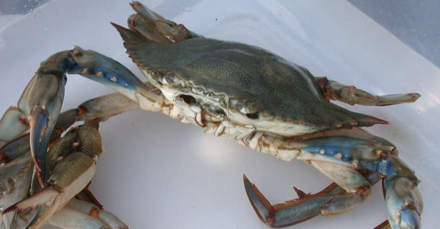 Agricultura atorga les primeres llicncies per a la pesca de cranc blau a les Terres de lEbre