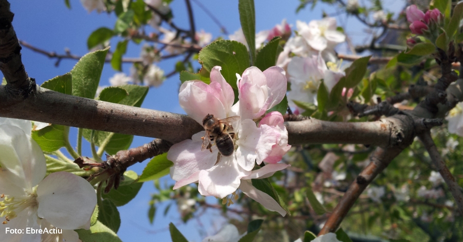 Agricultura promou l’acci beneficiosa de les abelles en el medi ambient mitjanant la pollinitzaci | EbreActiu.cat, revista digital d’oci actiu | Terres de l’Ebre ...