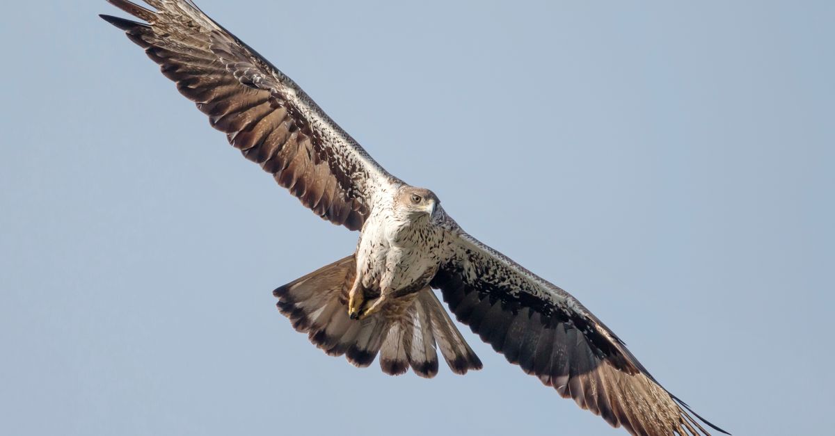 Denuncien la mort d’una liga cuabarrada per xocar contra un aerogenerador de la central elica del coll de la Garganta | EbreActiu.cat, revista digital d’oci actiu | Terres de l’Ebre ...