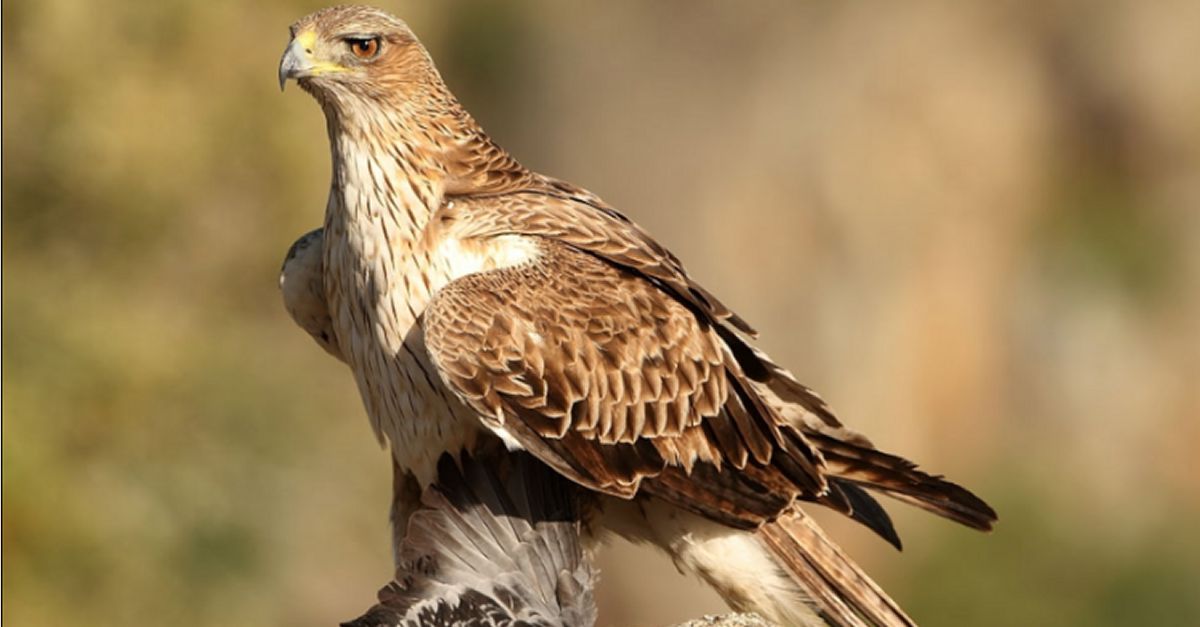 Desestimen la central elica Muntanyes dels Burgans 2, a Tivissa, pels impactes crtics sobre l’liga cuabarrada | EbreActiu.cat, revista digital d’oci actiu | Terres de l’Ebre ...