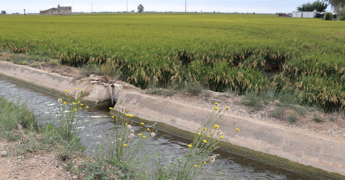 Regants del delta de l’Ebre avisen que 15.000 hectrees poden quedar improductives si continuen les restriccions | EbreActiu.cat, revista digital d’oci actiu | Terres de l’Ebre ...