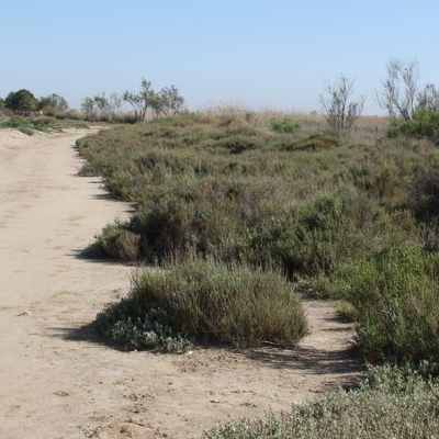 lbum: Bassa de les Olles (l’Ampolla, delta del Ebro)