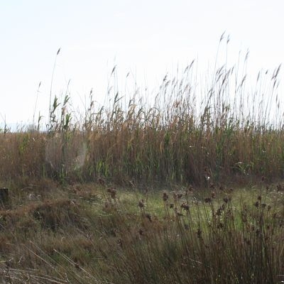 lbum: Bassa de les Olles (l’Ampolla, delta del Ebro)