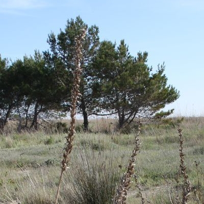 lbum: Bassa de les Olles (l’Ampolla, delta del Ebro)