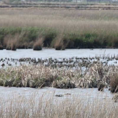 lbum: Bassa de les Olles (l’Ampolla, delta del Ebro)