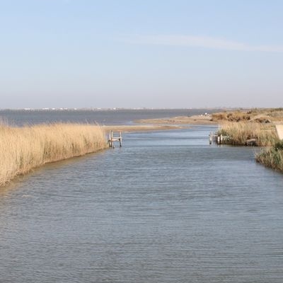 lbum: Bassa de les Olles (l’Ampolla, delta del Ebro)