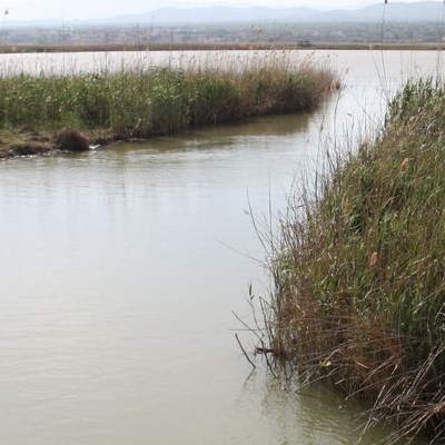 lbum: Bassa de les Olles (l’Ampolla, delta del Ebro)