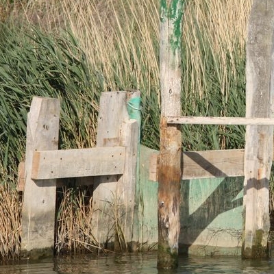 lbum: Bassa de les Olles (l’Ampolla, delta del Ebro)