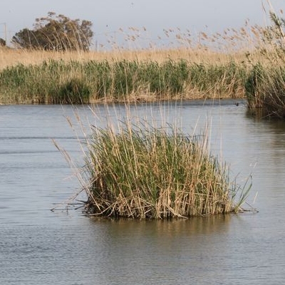 lbum: Bassa de les Olles (l’Ampolla, delta del Ebro)