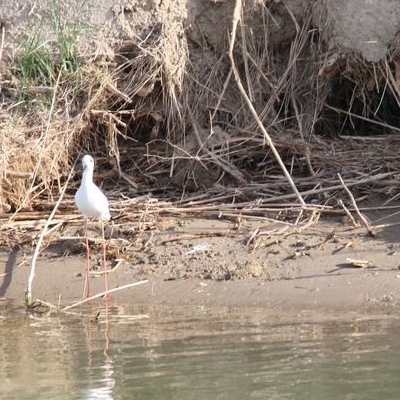 lbum: Bassa de les Olles (l’Ampolla, delta del Ebro)