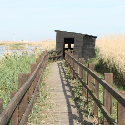 lbum: Bassa de les Olles (l’Ampolla, delta del Ebro)