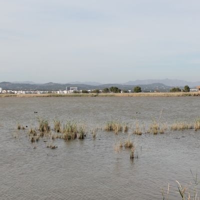 lbum: Bassa de les Olles (l’Ampolla, delta del Ebro)