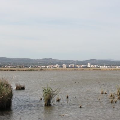 lbum: Bassa de les Olles (l’Ampolla, delta del Ebro)