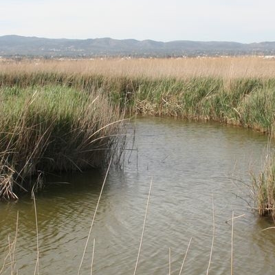 lbum: Bassa de les Olles (l’Ampolla, delta del Ebro)