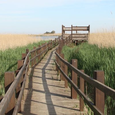 lbum: Bassa de les Olles (l’Ampolla, delta del Ebro)