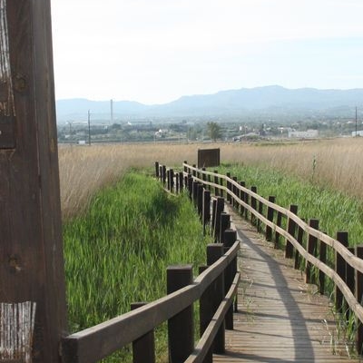 lbum: Bassa de les Olles (l’Ampolla, delta del Ebro)