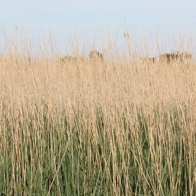 lbum: Bassa de les Olles (l’Ampolla, delta del Ebro)