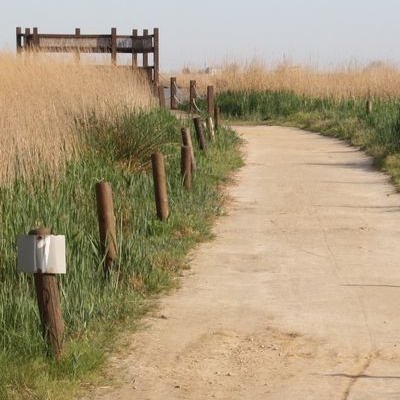 lbum: Bassa de les Olles (l’Ampolla, delta del Ebro)