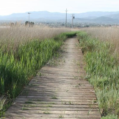 lbum: Bassa de les Olles (l’Ampolla, delta del Ebro)