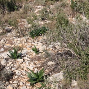 lbum: ruta per Ermita de Solicr - Torre de Campred - Casa del Prat