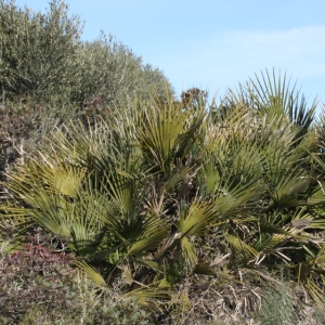 lbum: ruta per Ermita de Solicr - Torre de Campred - Casa del Prat