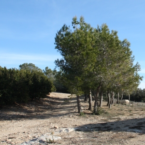 lbum: ruta per Ermita de Solicr - Torre de Campred - Casa del Prat