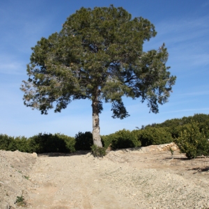 lbum: ruta per Ermita de Solicr - Torre de Campred - Casa del Prat