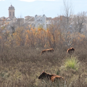 lbum: ruta per Ermita de Solicr - Torre de Campred - Casa del Prat