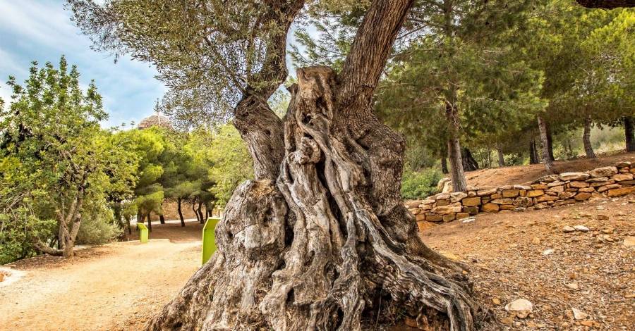 Alcanar declara arbres d’inters local set oliveres millenries | EbreActiu.cat, revista digital d’oci actiu | Terres de l’Ebre ...