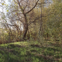 Playa fluvial y el Bosque de Ribera de Aldover