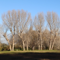 Playa fluvial y el Bosque de Ribera de Aldover