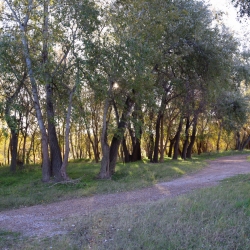 Playa fluvial y el Bosque de Ribera de Aldover