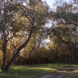 Platja fluvial i el Bosc de Ribera d’Aldover