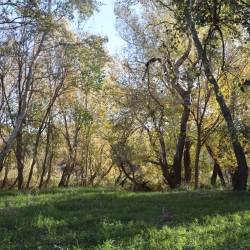 Playa fluvial y el Bosque de Ribera de Aldover