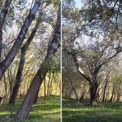 Playa fluvial y el Bosque de Ribera de Aldover